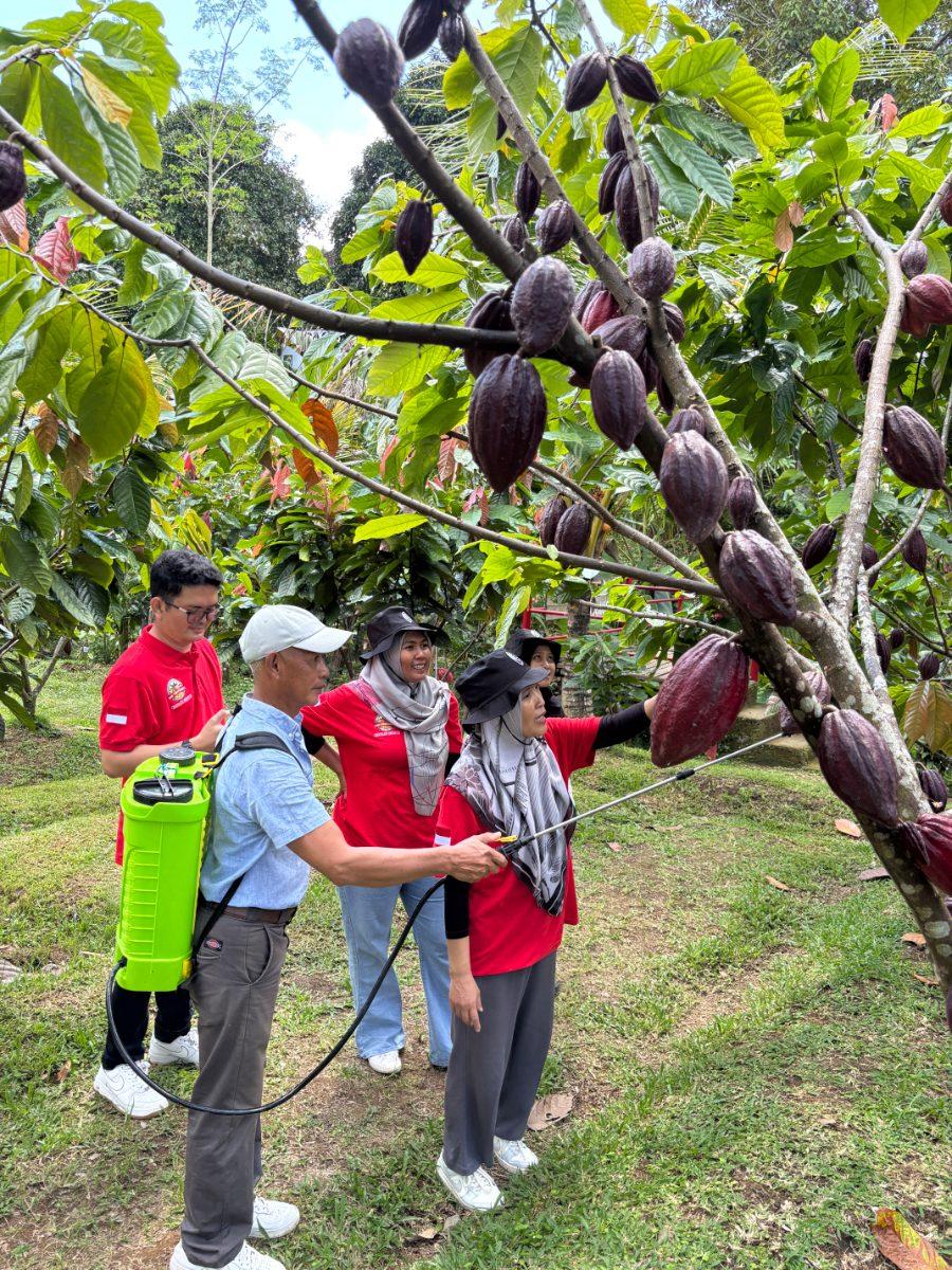 Perawatan & agronomi kakao